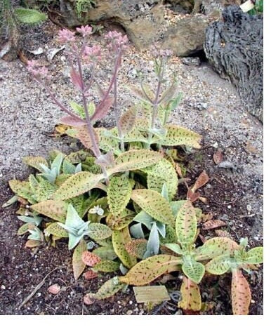 Kalanchoe Gastonis Bonnieri Donkey ear plants succulent plant cacti 2" pot