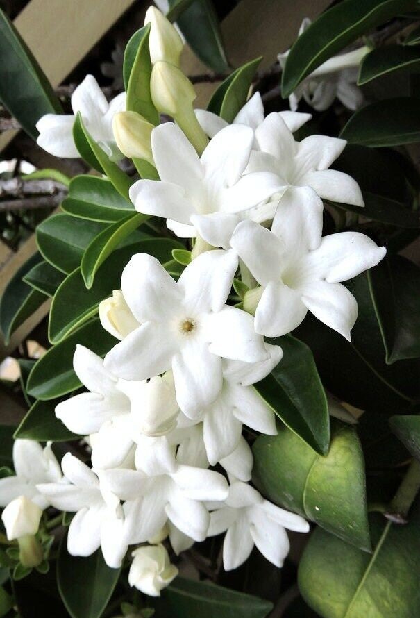 Stephanotis floribunda Madagascar jasmine vine rare fragrant flower seed 5 SEEDS