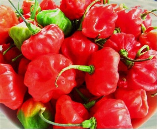 Cachucha pepper 100 seeds of sweet Cuban Aji Cachucha