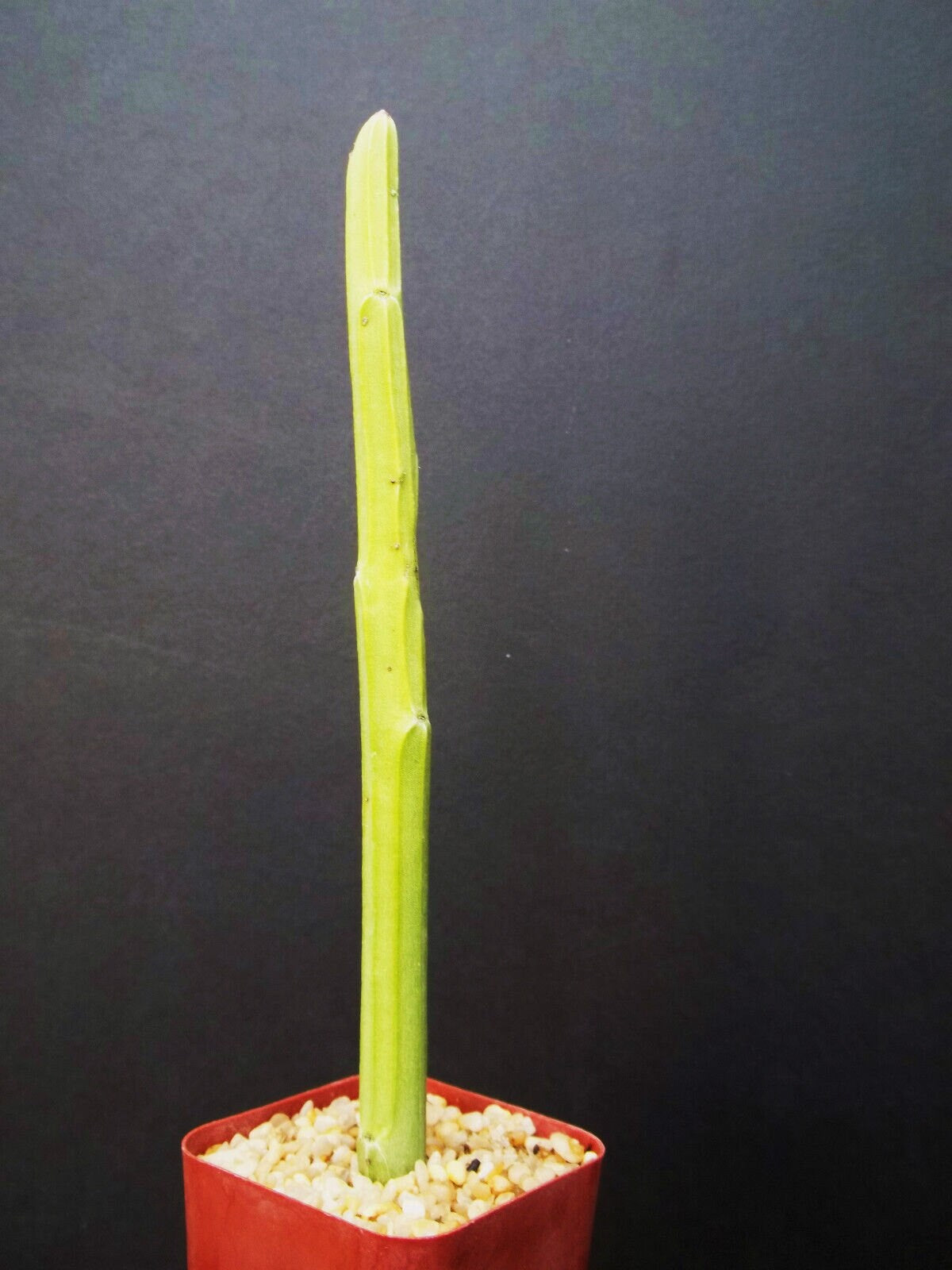 EUPHORBIA ATTASTOMAS exotic rare cactus plant cacti bonsai succulent 2" pot