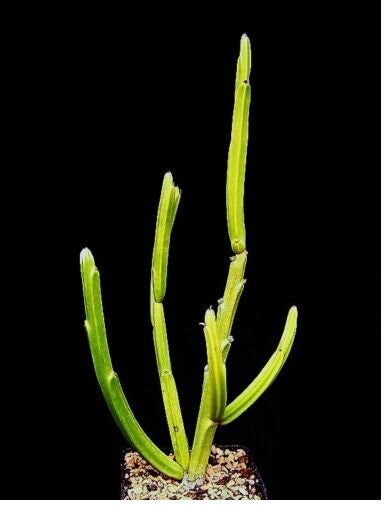 EUPHORBIA ATTASTOMAS exotic rare cactus plant cacti bonsai succulent 2" pot