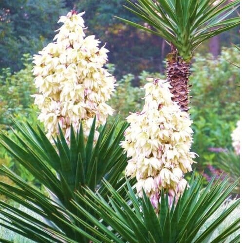 Spanish Bayonet, rare YUCCA ALOIFOLIA agave garden Dagger Plant seed - 15 SEEDS