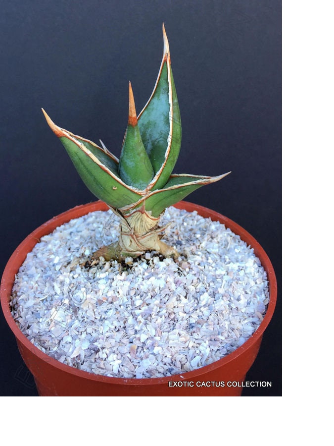 SANSEVIERIA PINGUICULA rare walking snake succulent cactus cacti 4" pot plant