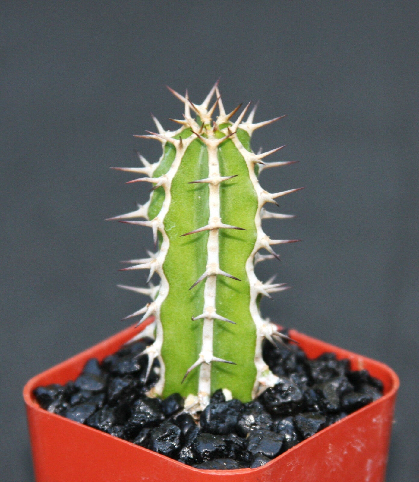 EUPHORBIA GRANITICOLA exotic rare cactus plant cacti bonsai succulent 2" pot
