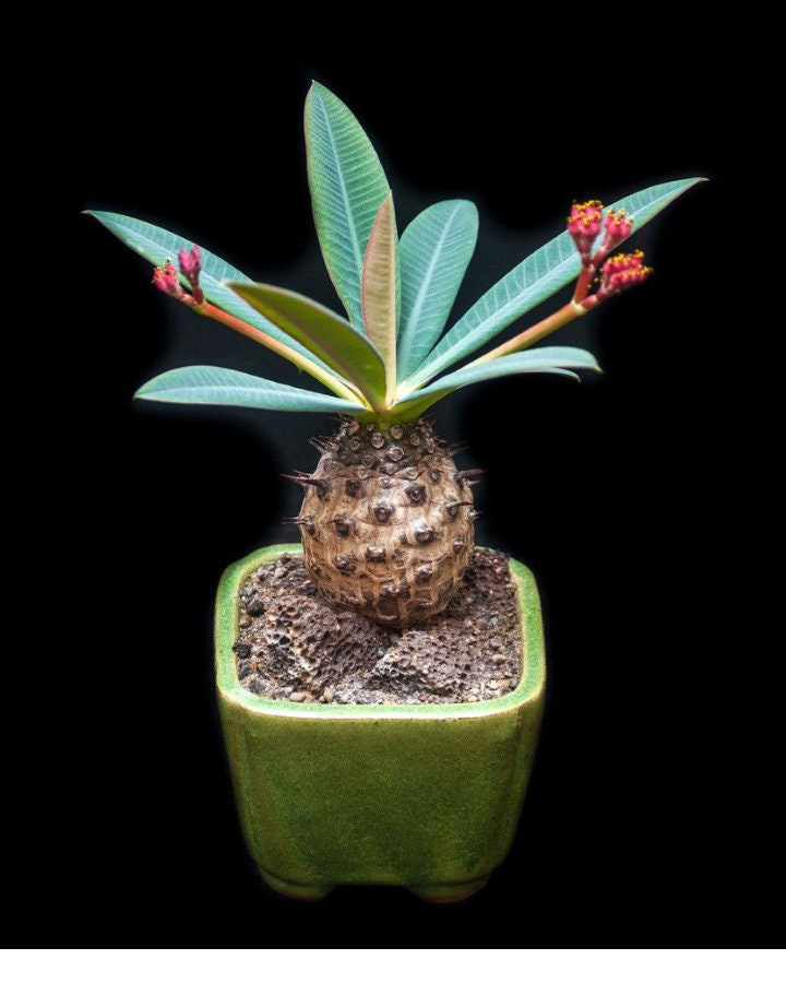 RARE Euphorbia Pachypodioides exotic succulent cactus cacti plant seed 5 SEEDS