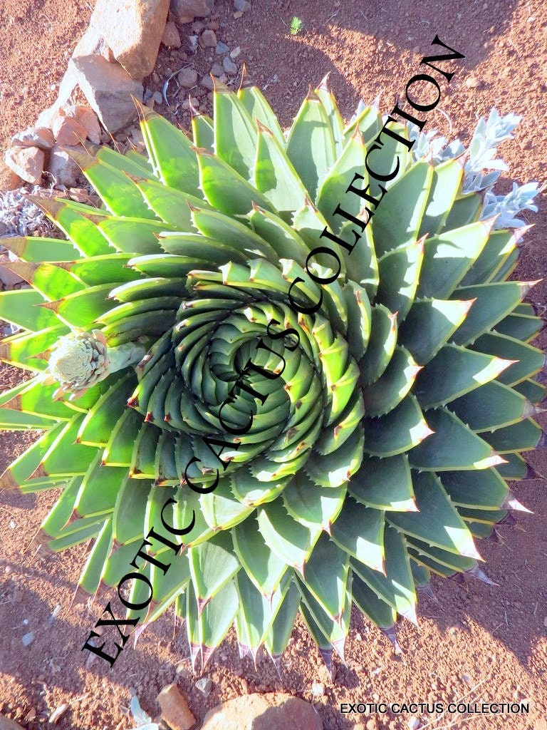 rare succulent seeds ALOE POLYPHYLLA 10 rare succulent seeds – Exotic-Cactus-collection