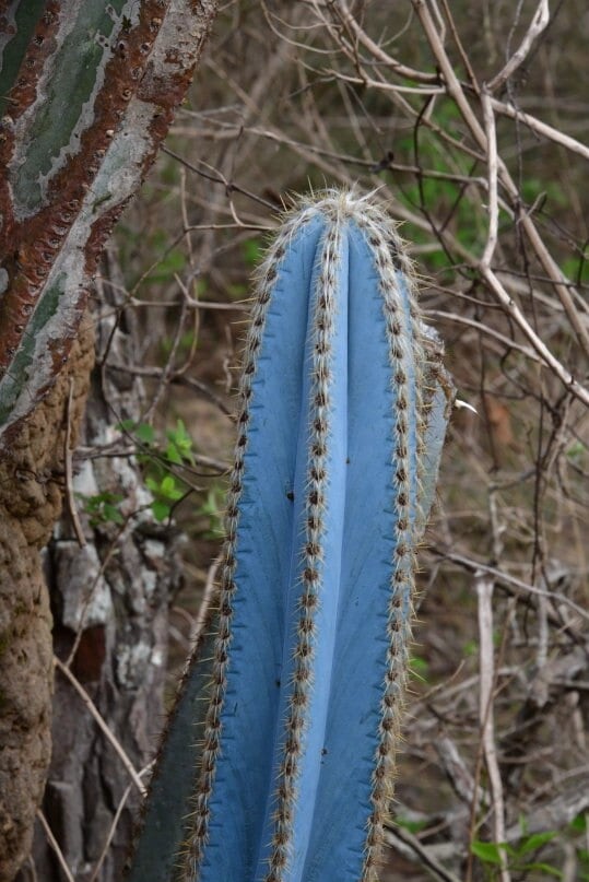 Pilosocereus purpureus @J@ exotic color columnar rare cacti cactus seed 20 SEEDS