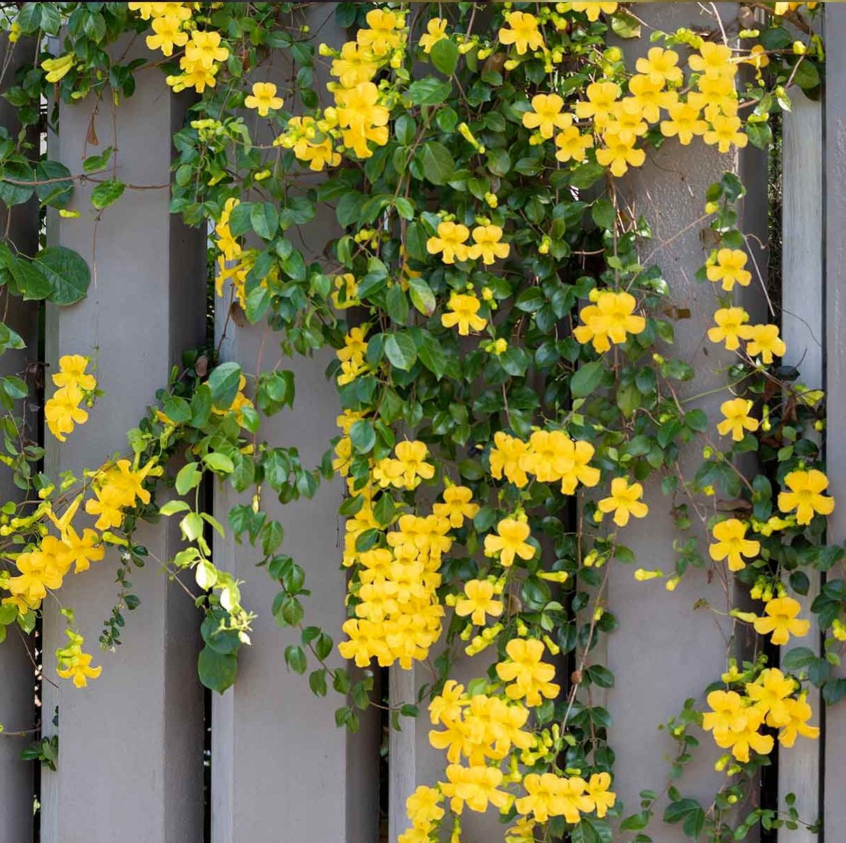 Dolichandra unguis-cati, yellow cat's claw creeper 10 seeds