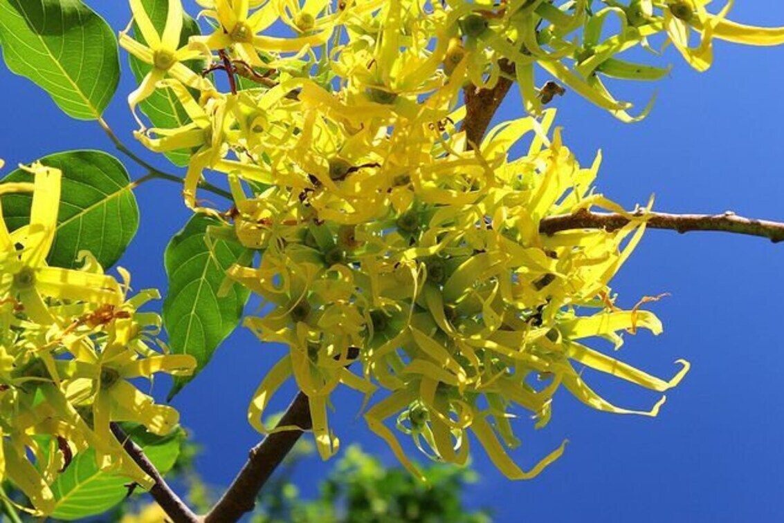 Ylang ylang flower Cananga odorata Channel#5 perfume Fragrant Tree 10 seeds