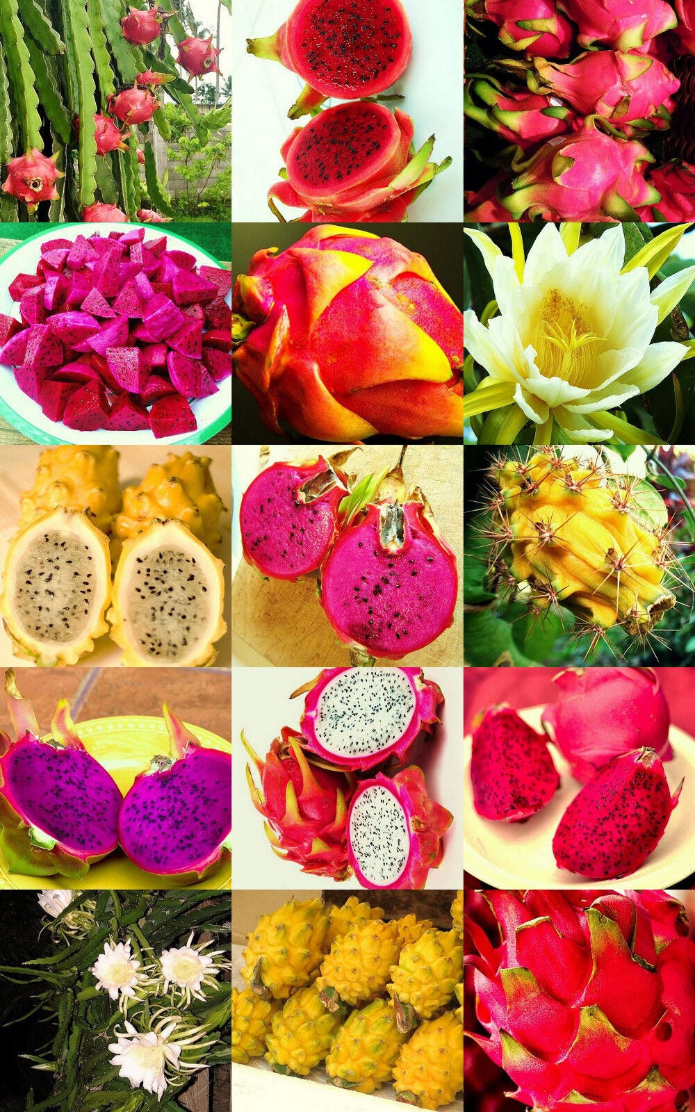PITAYA FRUIT MIX edible fruits hylocereus undatus cacti succulent seed 200 seeds