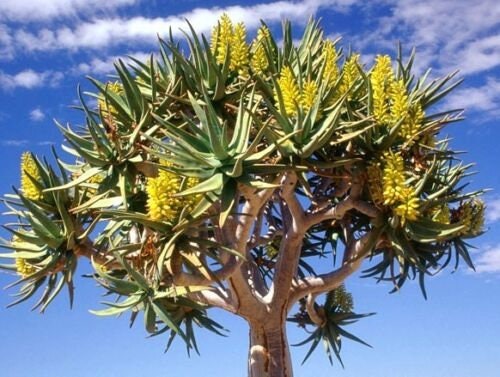 exotic aloe vera plant Aloe Dichotoma 50 seeds of Quiver Tree plant