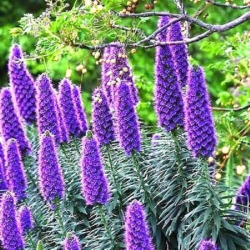 Pride of Madeira plant, Echium Fastuosum Candicans purple flowers seed 20 seeds