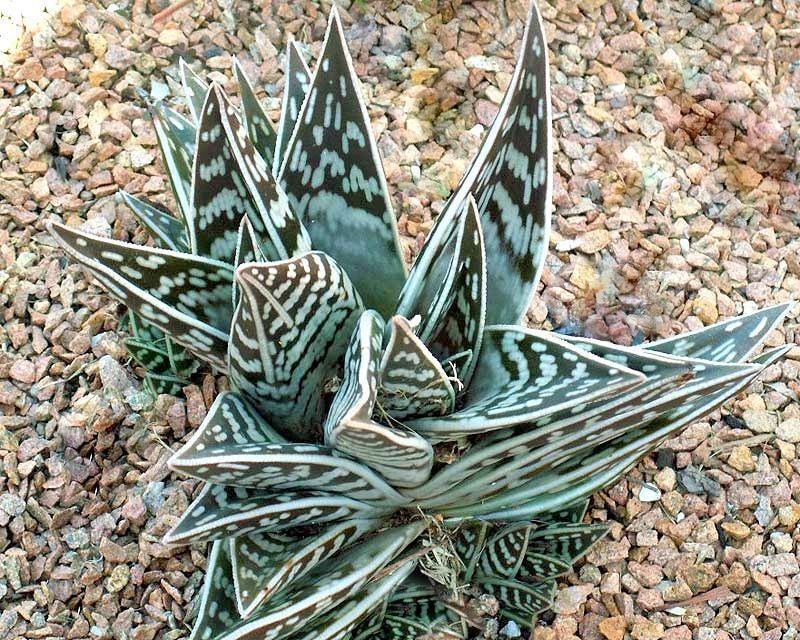 tiger aloe succulent TIGER ALOE variegata exotic succulent rare agave haworthia plant seed – Exotic-Cactus-collection