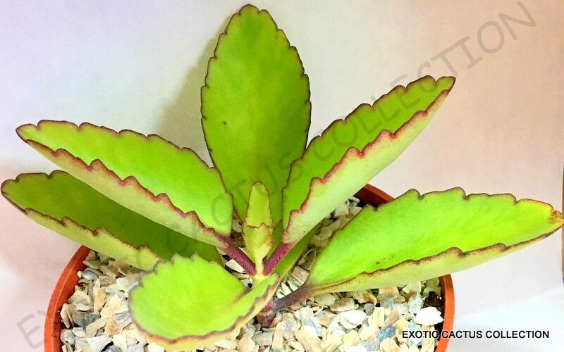 Kalanchoe Pinnata Miracle Leaf Bryophyllum Pinnatum succulent garden plant 4"