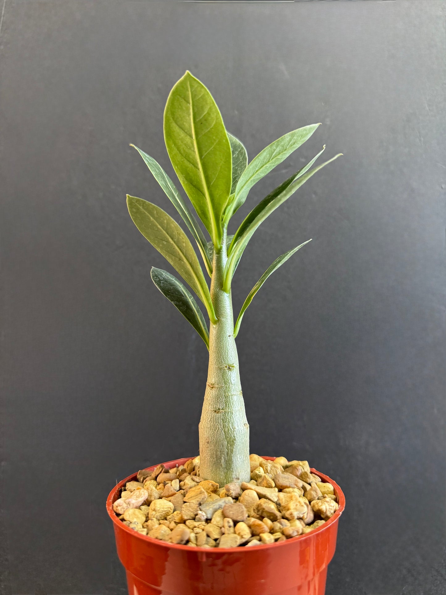 Adenium Arabicum 4” rare bonsai caudex succulent plant