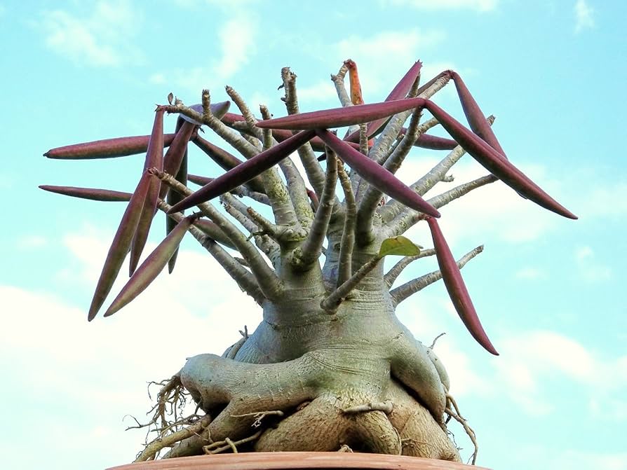 Adenium Arabicum 4” rare bonsai caudex succulent plant