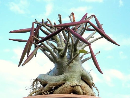 Adenium Arabicum 4” rare bonsai caudex succulent plant