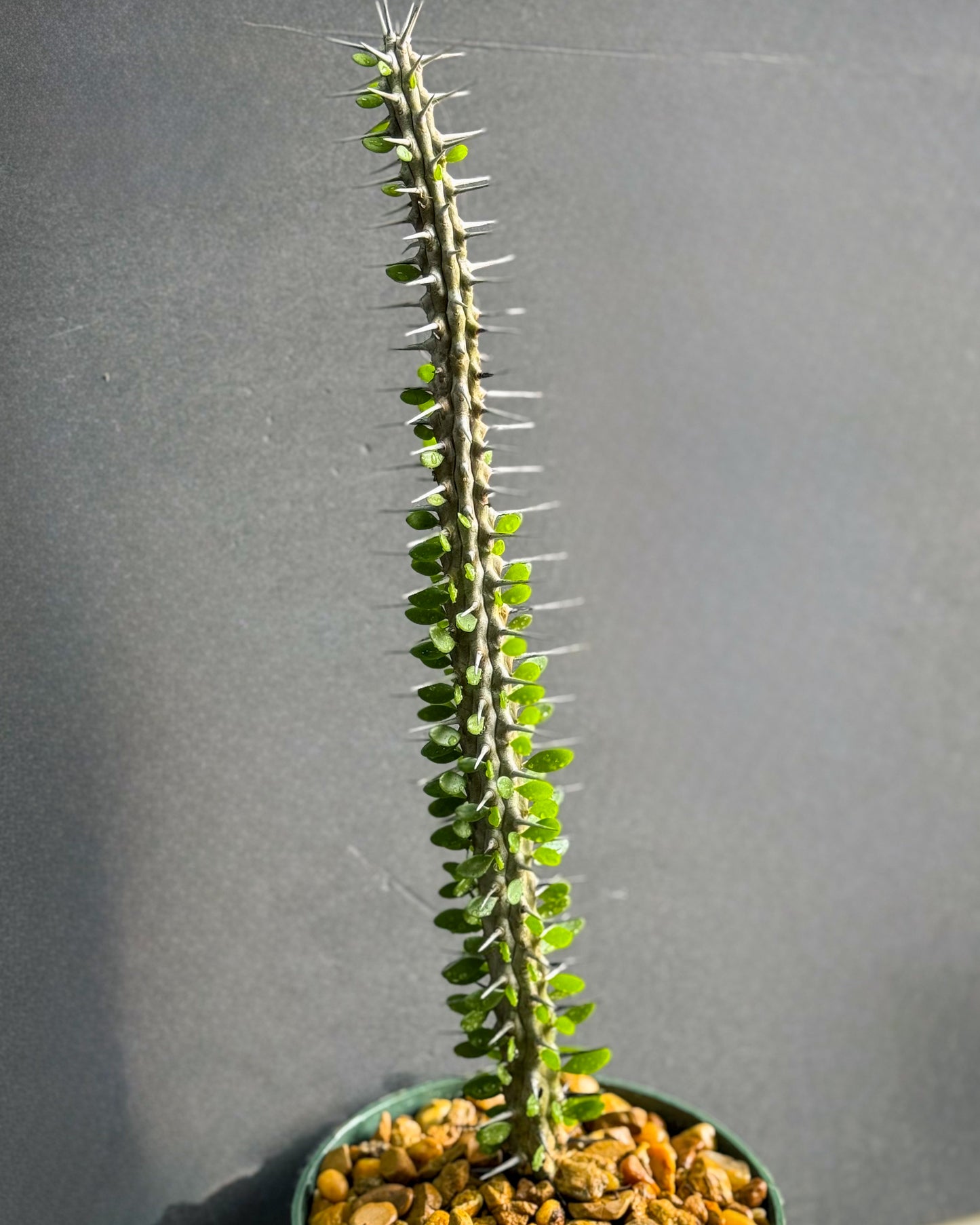 madagascar cactus and succulents Alluaudia Procera 12” Madagascar Ocotillo succulent plant – Exotic-Cactus -collection