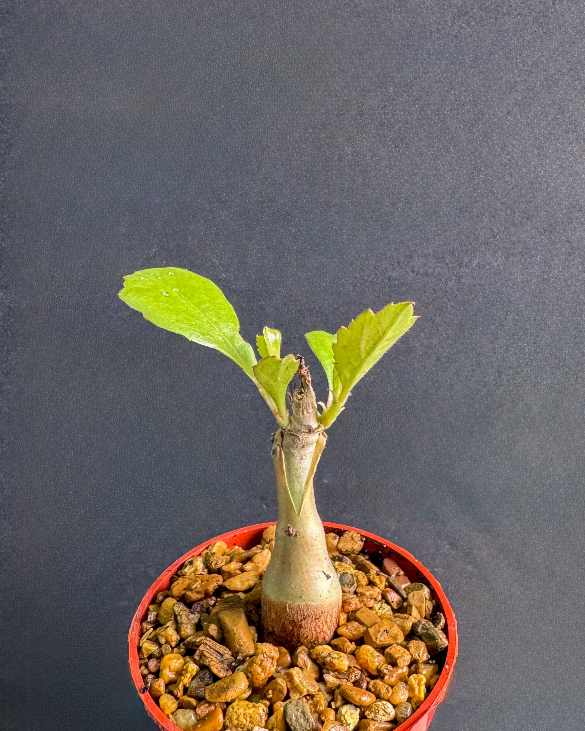 succulent plants in namibia Cyphostemma Juttae rare 4” Namibia Grape succulent plant – Exotic-Cactus -collection