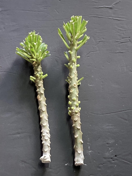 Plumeria Pudica 2 Cuttings 4-6 Inches