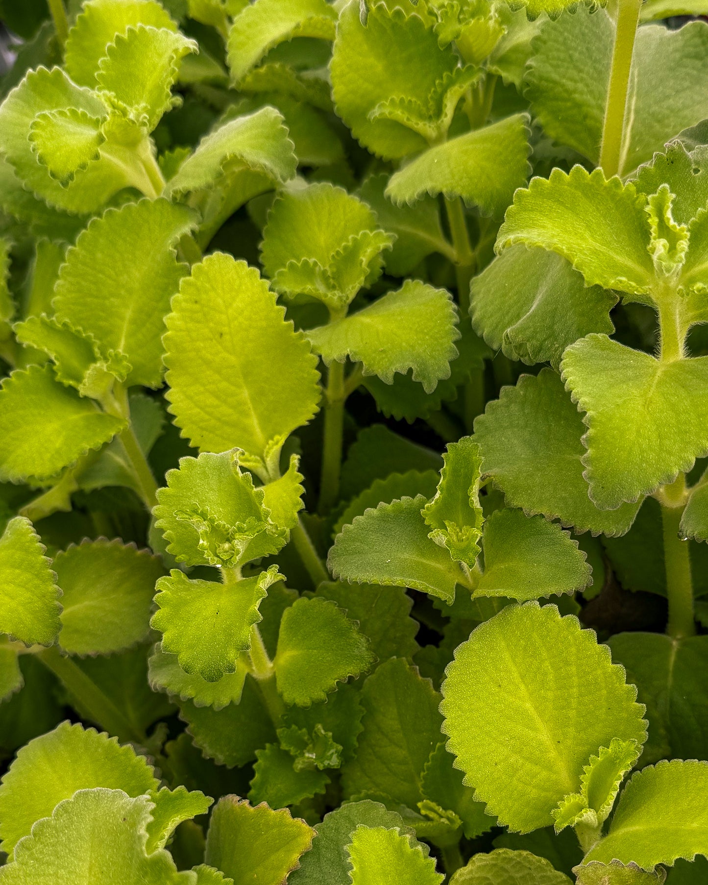 Cuban Oregano 1 Mexican Mint plant 5-7 inches tall