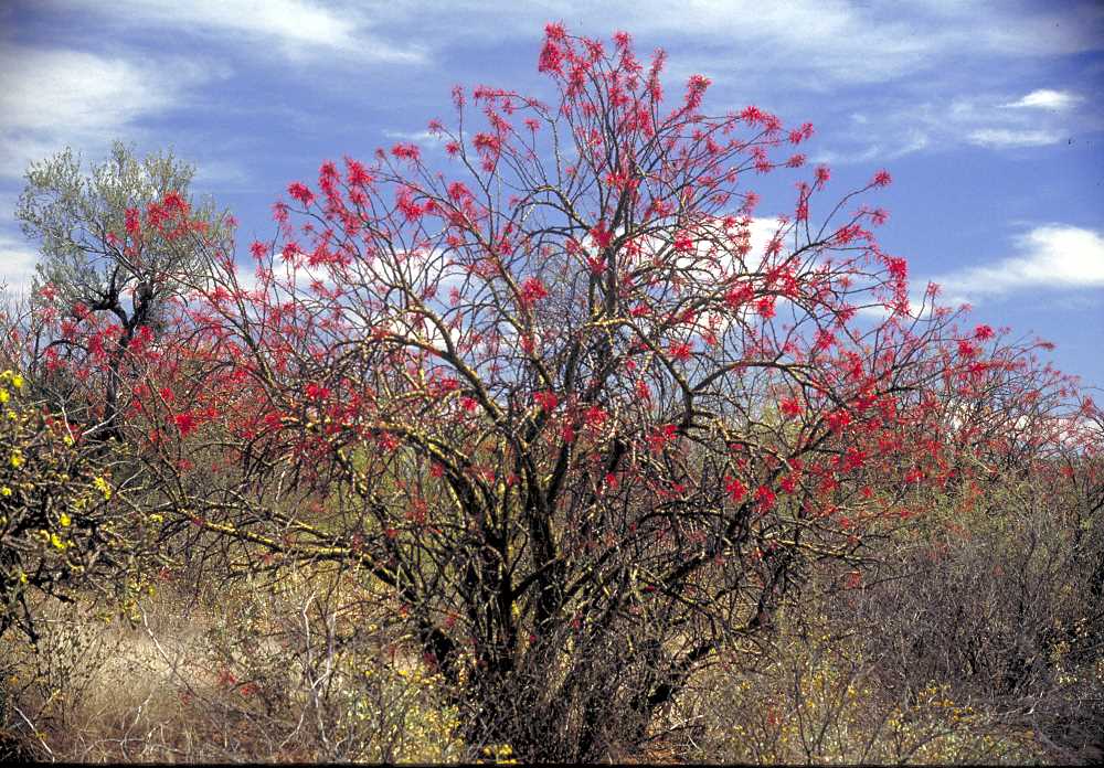 Fouquieria macdougalii 4” Mexican Tree Ocotillo rare plant