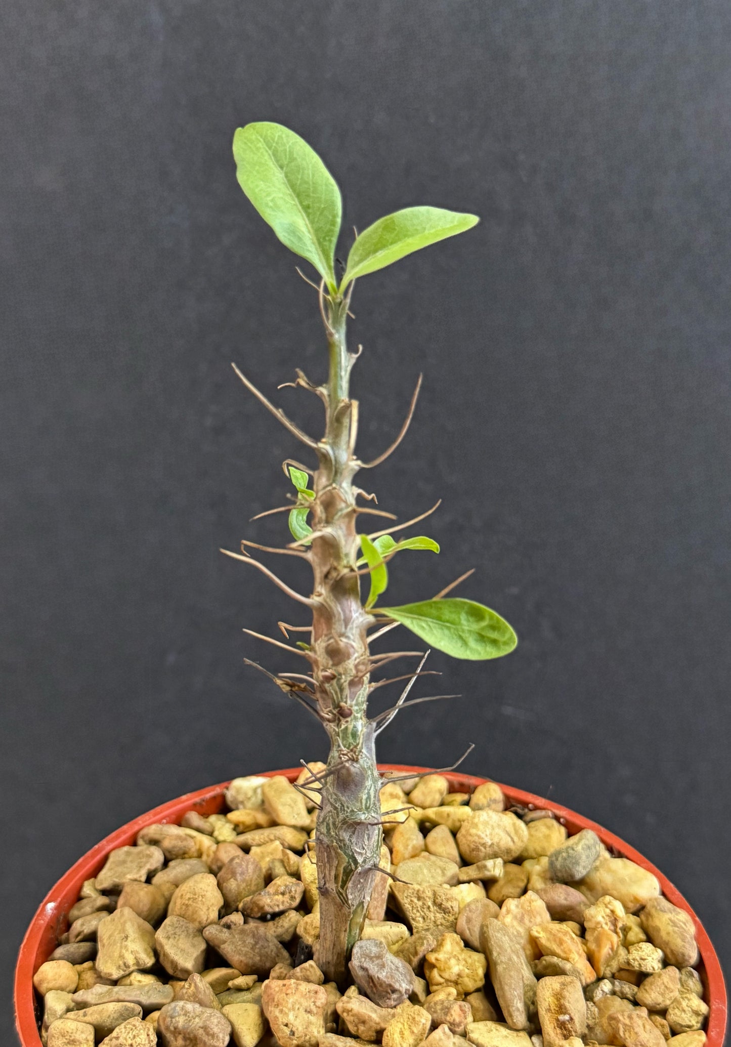 Fouquieria macdougalii 4” Mexican Tree Ocotillo rare plant