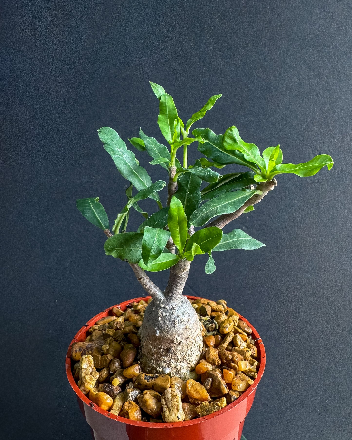 Fockea Crispa 4” rare caudex plant