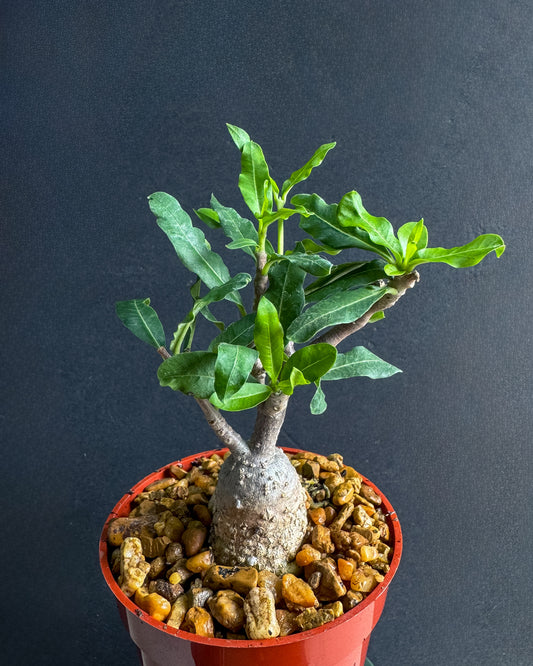 Fockea Crispa 4” rare caudex plant