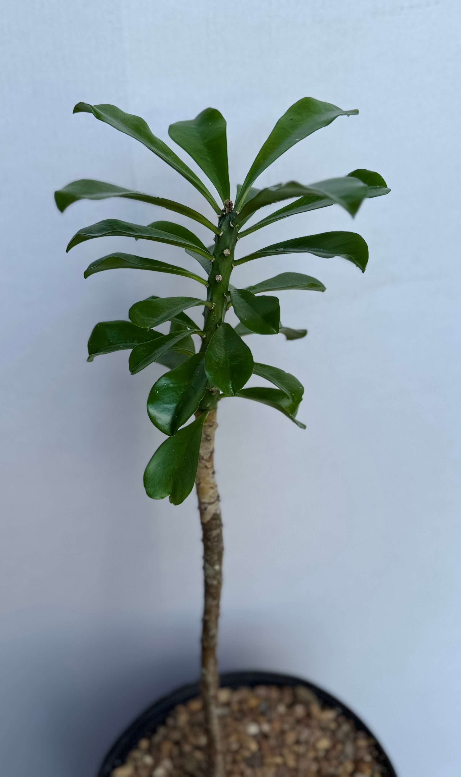 rare snake plant euphorbia Euphorbia Neriifolia 2ft tall Indian Spurge Tree – Exotic-Cactus-collection