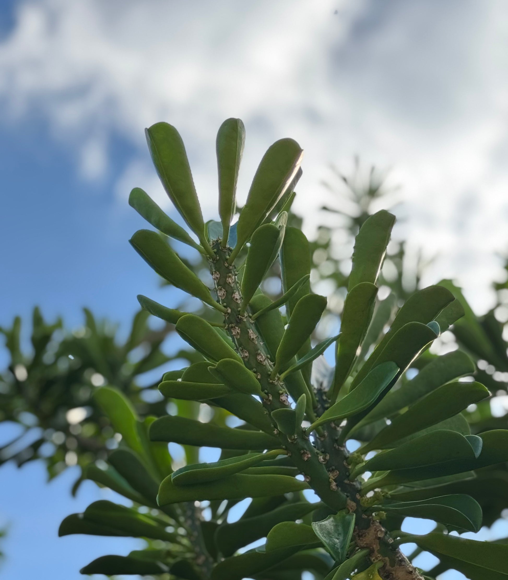 snake spurge plant Euphorbia Neriifolia 2ft tall Indian Spurge Tree – Exotic-Cactus-collection