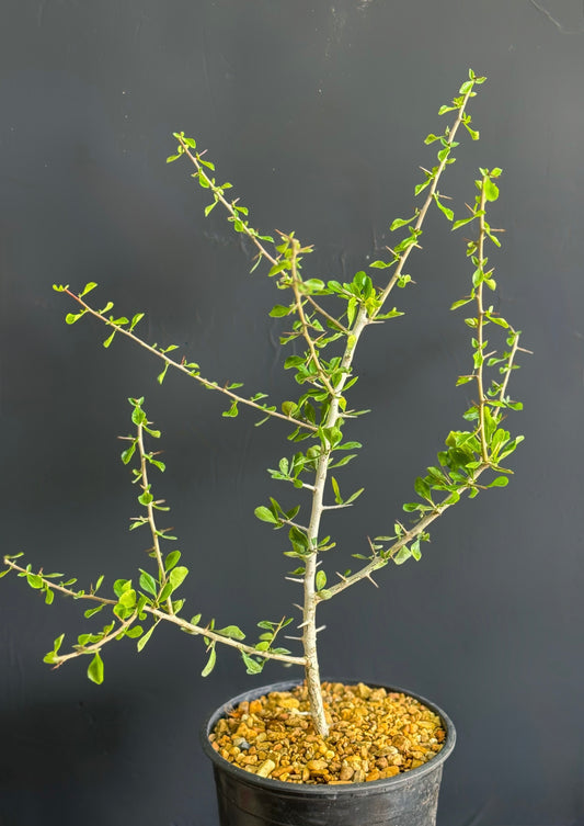 Commiphora simplicifolia guggul myrrh tree exotic caudex mukul bonsai 1 ft plant