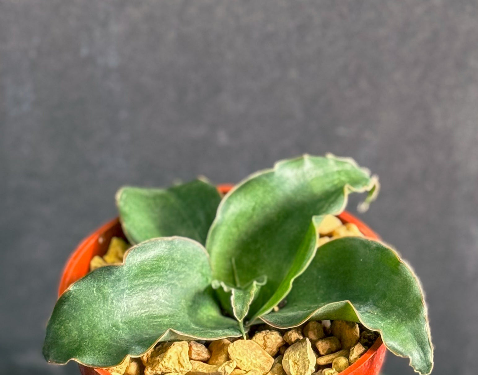 exotic snake plant Sansevieria Subspicata rare snake plant houseplant 4" size – Exotic -Cactus-collection