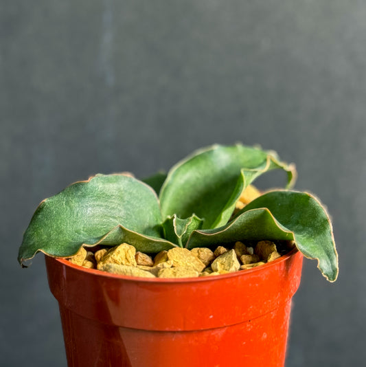 Sansevieria Subspicata rare snake plant houseplant 4" size