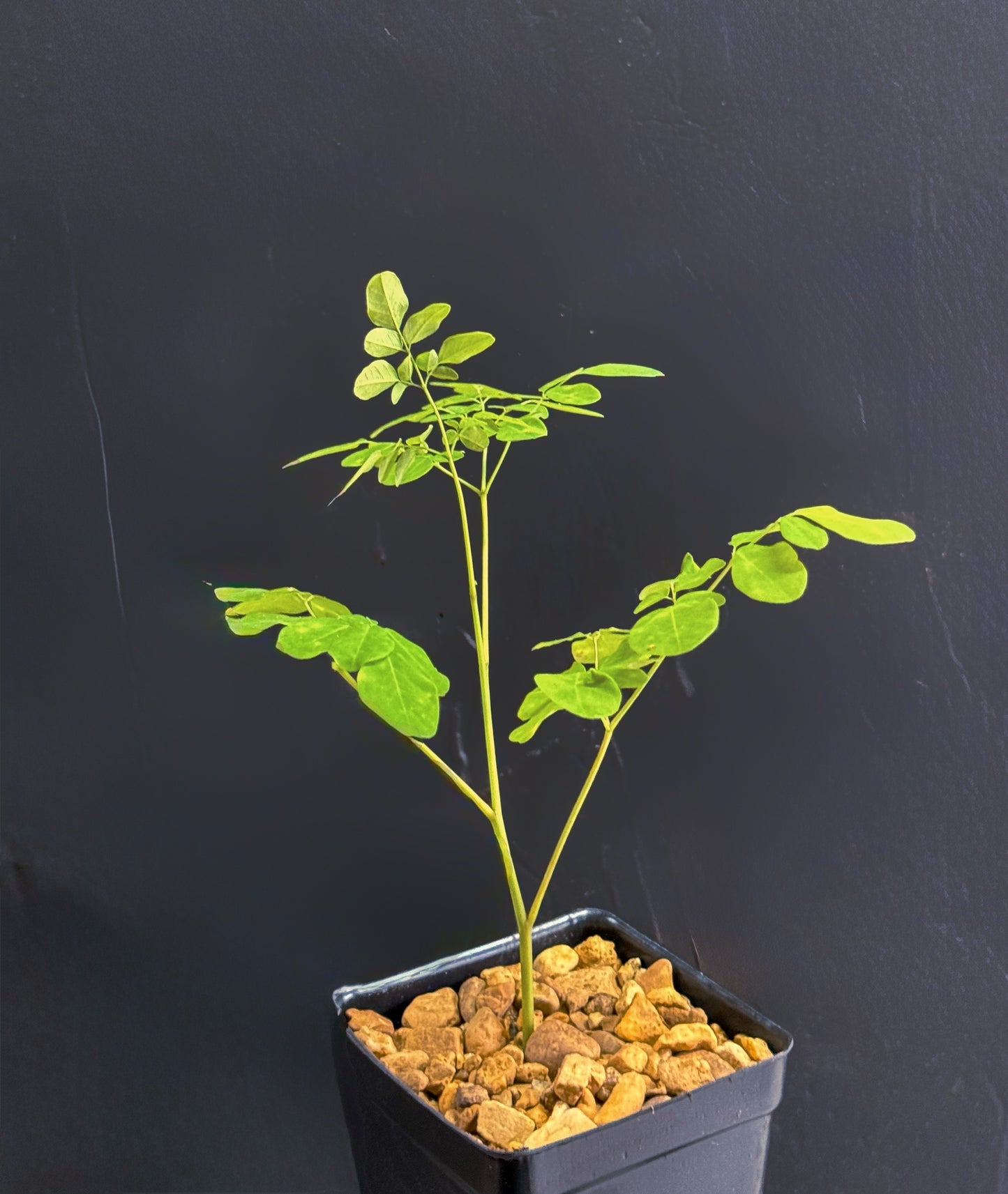 Moringa Oleifera Medicinal Herbal 4 Inch Plant