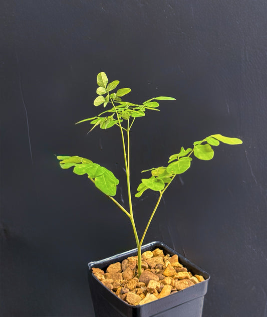 Moringa Oleifera Medicinal Herbal 4 Inch Plant