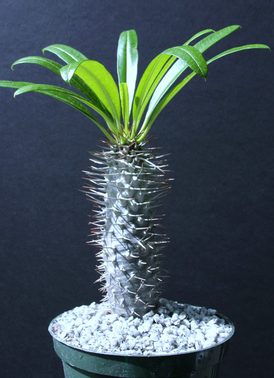 Pachypodium Lamerei Madgascar Palm 6 Inch Plant