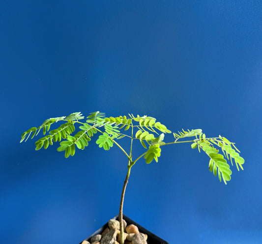 FLAMBOYANT TREE Royal Poinciana Delonix Regia flowering madagascar 8-12" plant