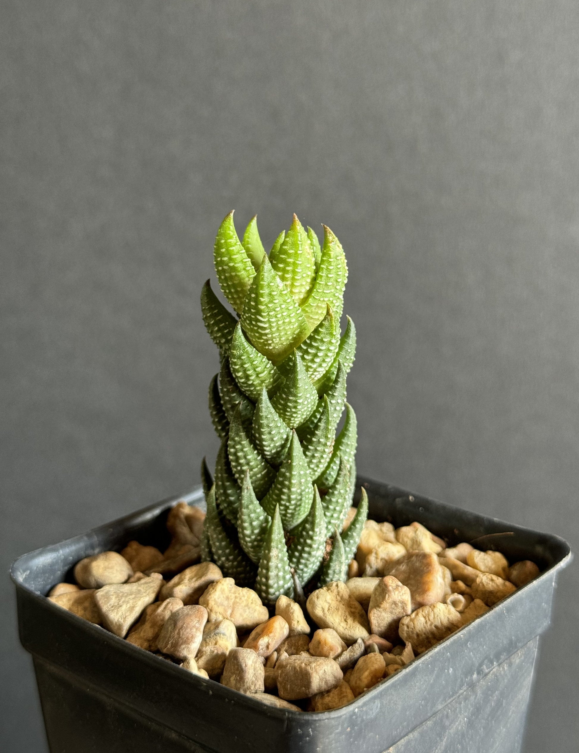 exotic succulent plants Haworthia reinwardtii rare succulent plant exotic cactus cacti miniature aloe 3"