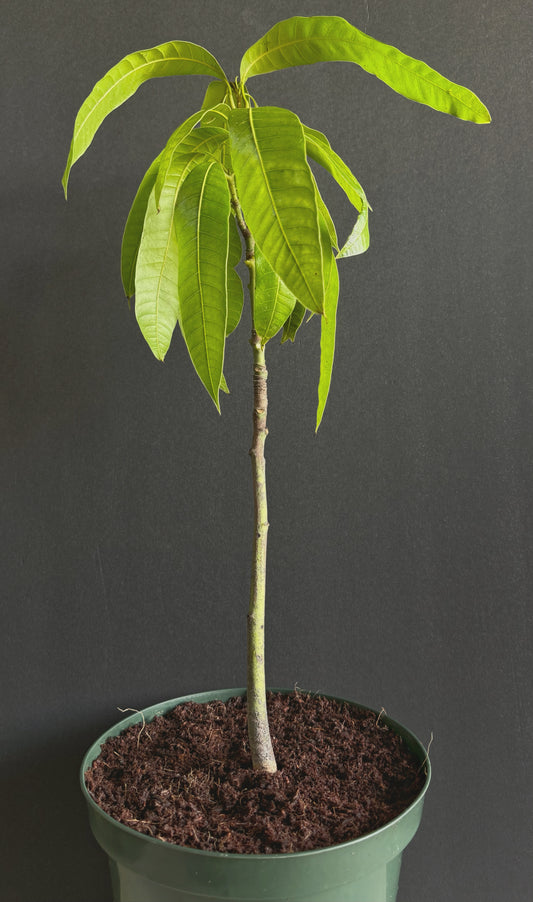 Mango tree 24" tall tropical fruit plant Mangifera indica