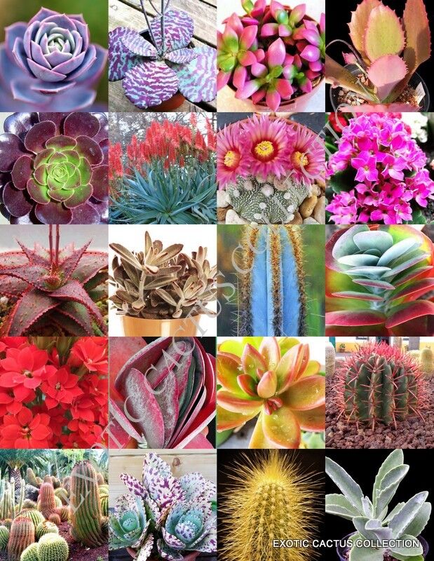 Exotic-Cactus-collection