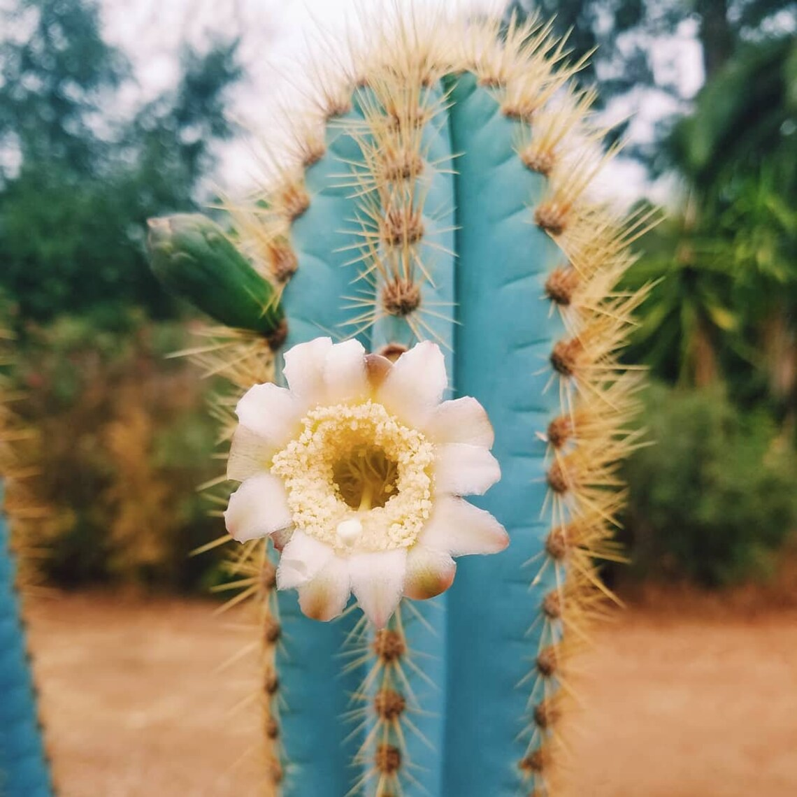 Pilosocereus Azureus 50 seeds of Blue torch Brazilian Blue Cactus