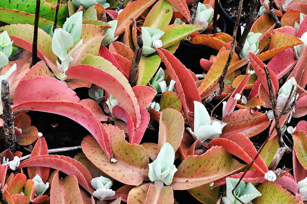 DONKEY EARS - Kalanchoe Gastonis-Bonnieri -15 SEEDS