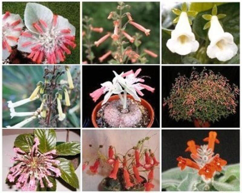 SINNINGIA VARIETY MIX @ exotic rare caudex plant seed 50 SEEDS