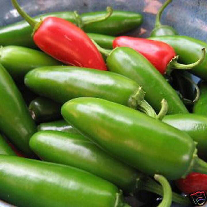 Jalapeno pepper hot chilli jalapeño mild picante chile vegetable seed 50 SEEDS