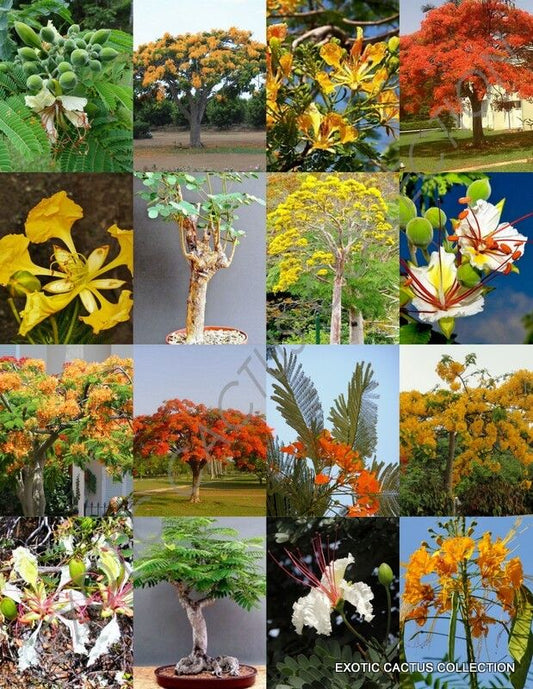 DELONIX TREE MIX rare flower plant huge flamboyan fragrant bonsai tree- 10 seeds