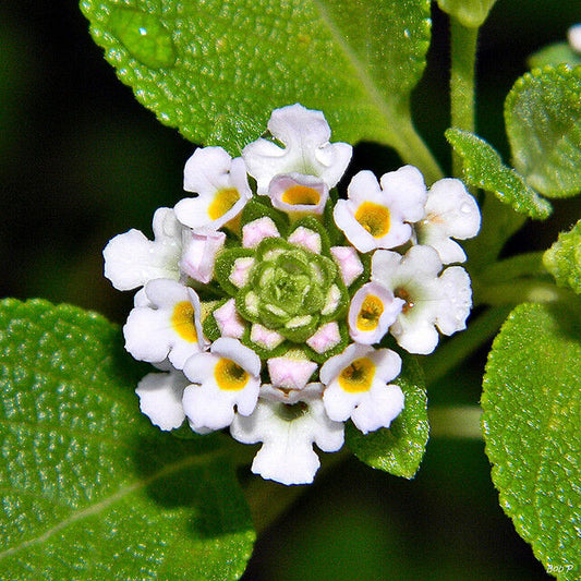 Lantana involucrata Buttonsage wild sage butterflies bees birds garden 20 seeds