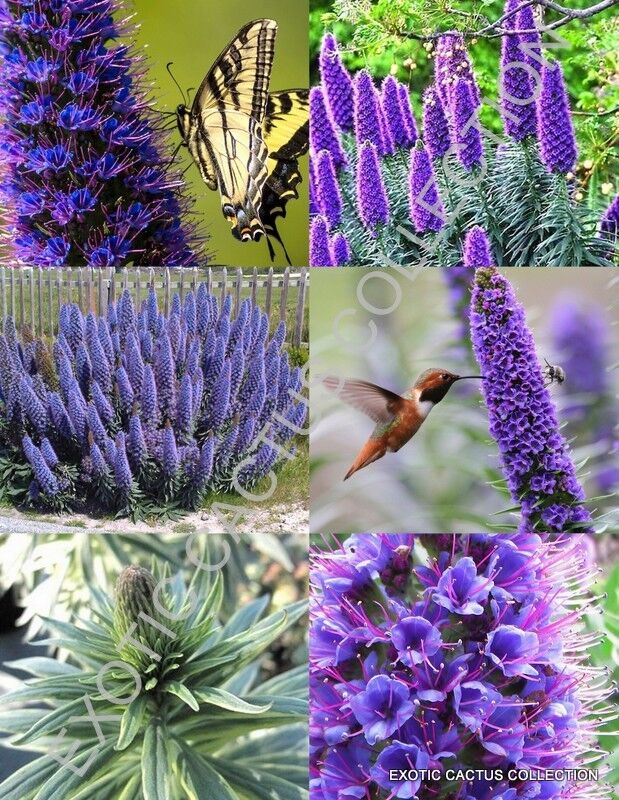 Pride of Madeira plant, Echium Fastuosum Candicans purple flowers seed 20 seeds