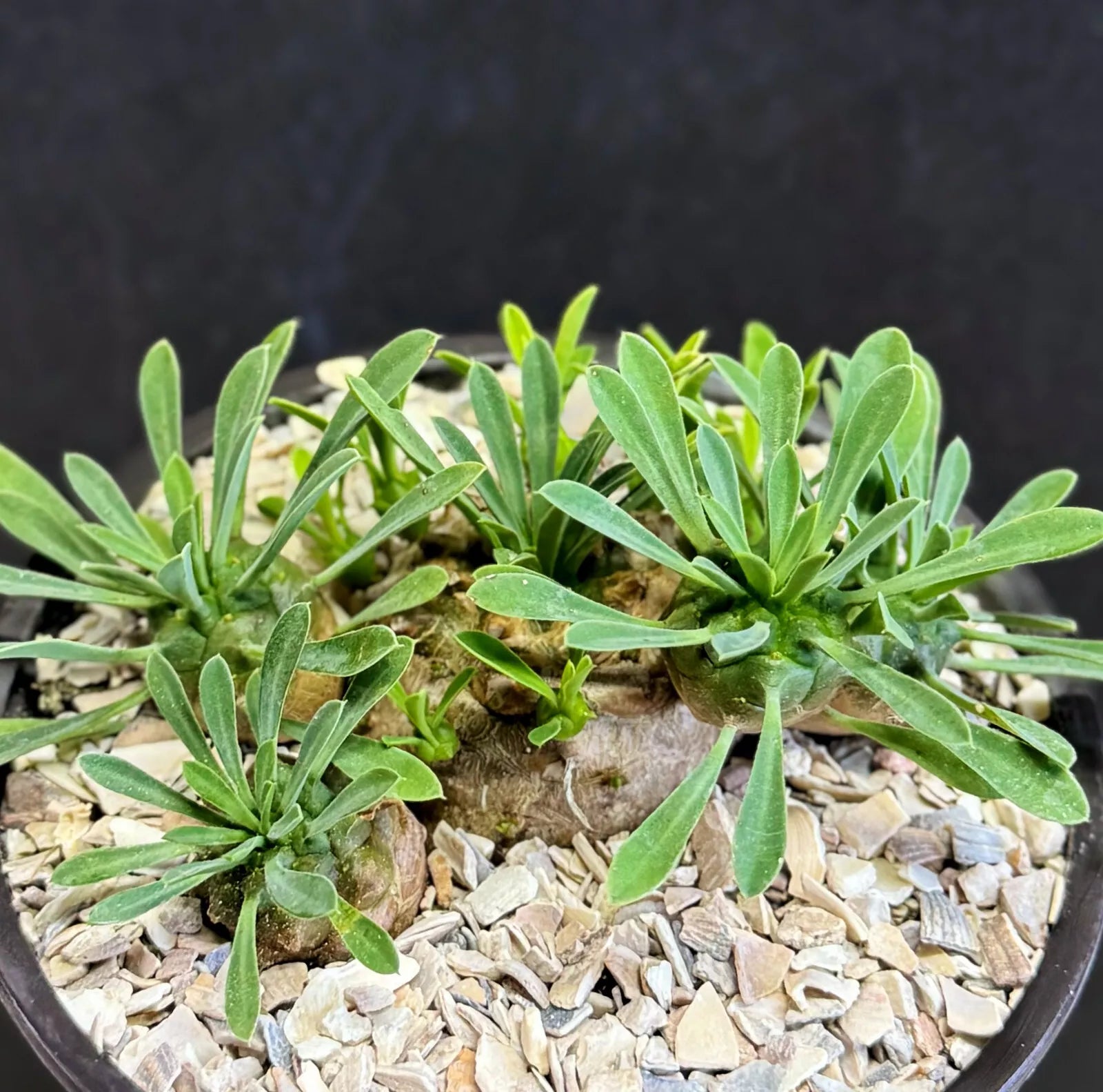 miniature succulent plants for sale Euphorbia Japonica 4" dwarf hybrid plant – Exotic-Cactus-collection