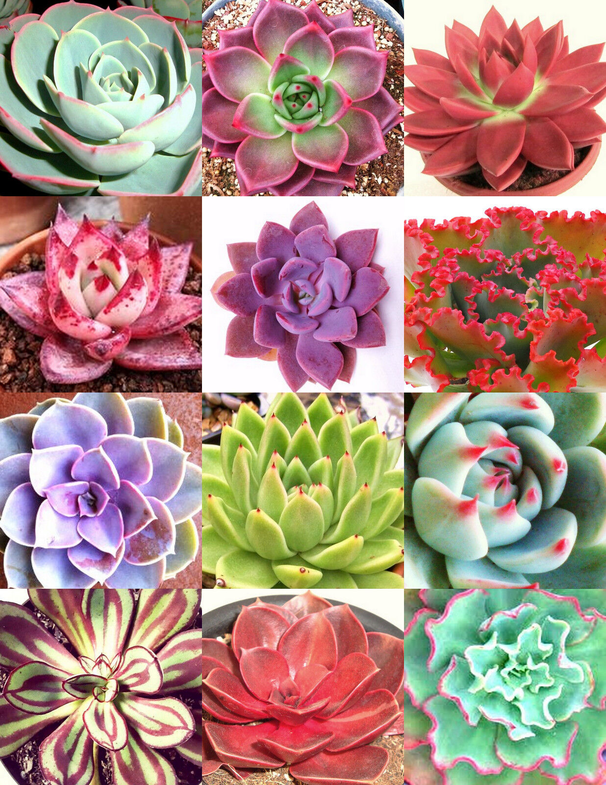 COLORFUL ECHEVERIA mix 20 rare seeds